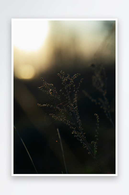 夕阳下的草丛剪影-众图网