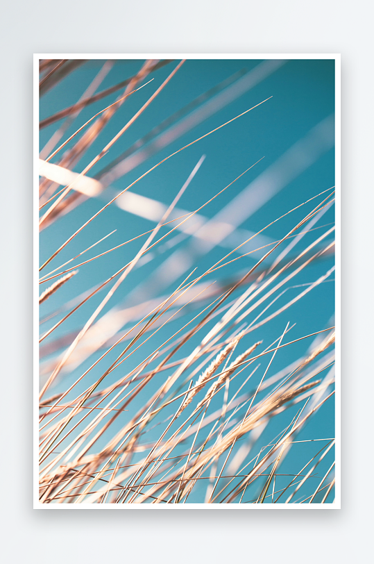 蓝天下的干草细茎
