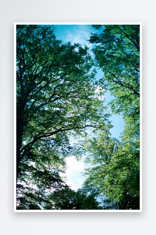 仰望蓝天下的茂密树冠