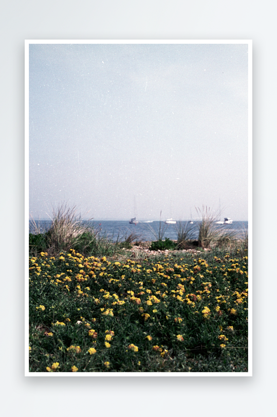 海边花丛与远处帆船