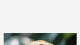 蜂巢结构的果实特写-众图网