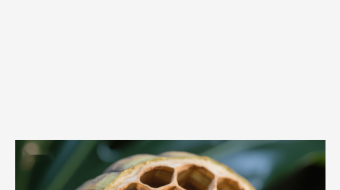 蜂巢结构的天然果实-众图网