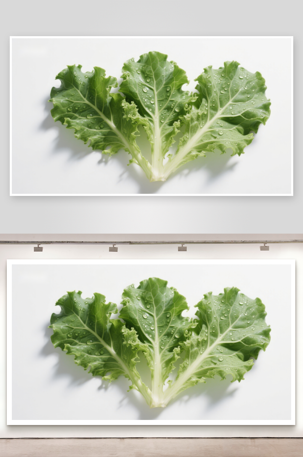 新鲜羽衣甘蓝叶片特写素材
