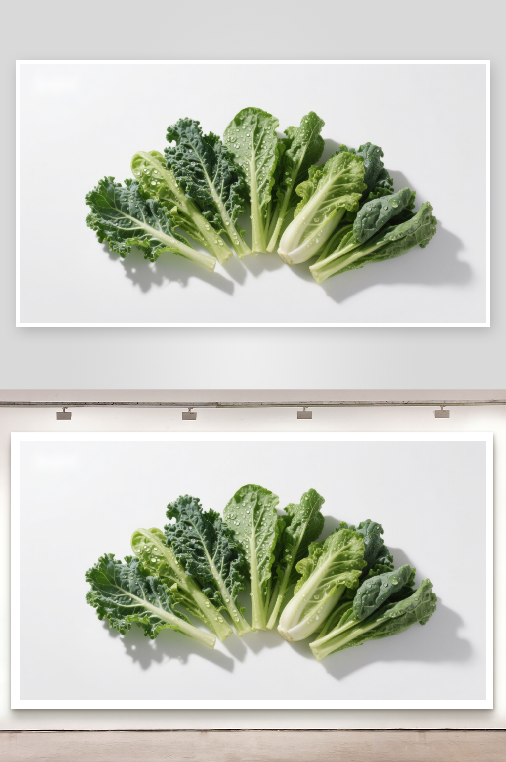 新鲜绿叶蔬菜排列展示素材