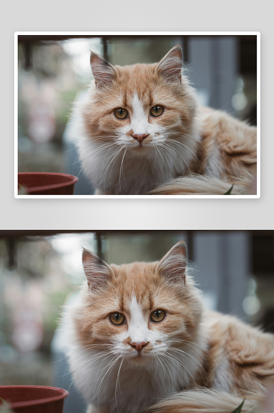 一只橙白相间的长毛猫-众图网