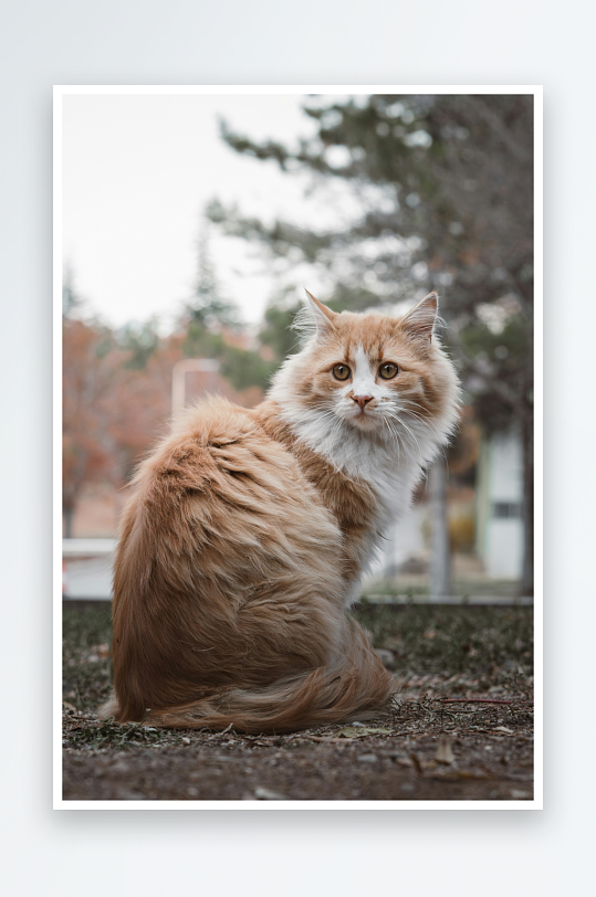 一只长毛猫坐在户外-众图网