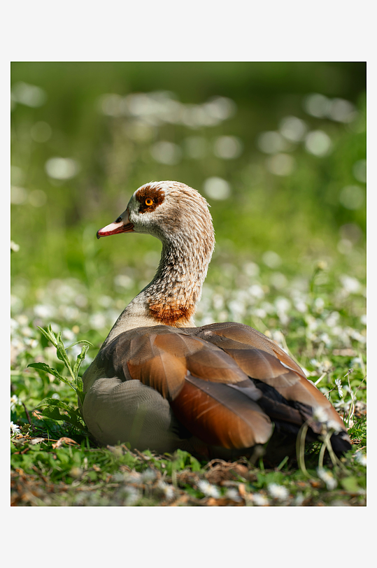 一只鸭子在草地上休息-众图网