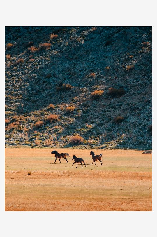 三匹马在草原上奔跑-众图网