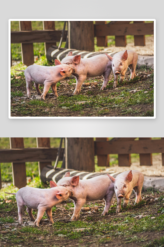 三只小猪在围栏边嬉戏-众图网