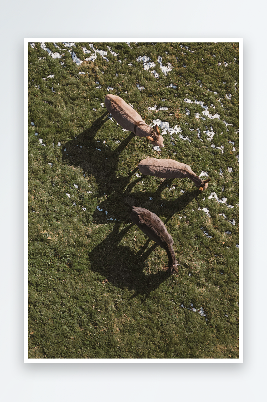 三只羊在草地上觅食-众图网