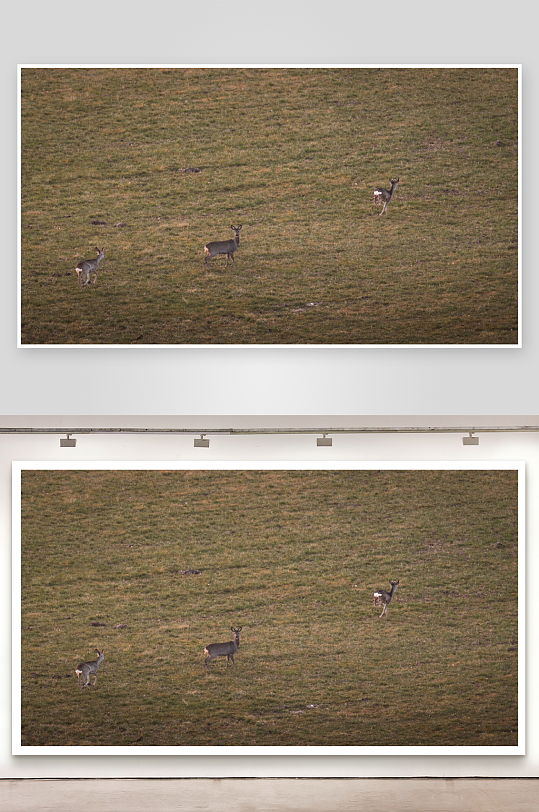 三只鹿在草地上活动-众图网