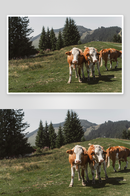 三头奶牛在山坡草地上行走-众图网