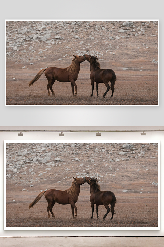 两匹野马在荒原互动-众图网