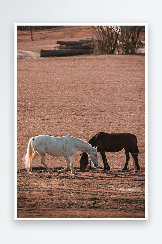 两匹马在干地觅食-众图网