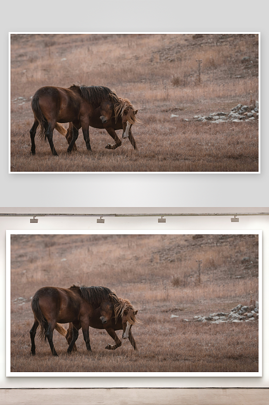 两匹马在干枯草原上行走-众图网
