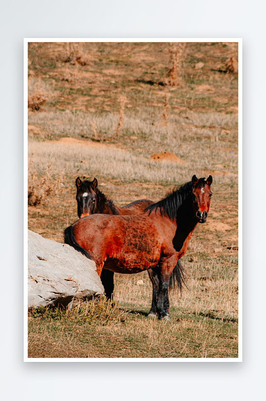 两匹马在干燥草地中站立-众图网