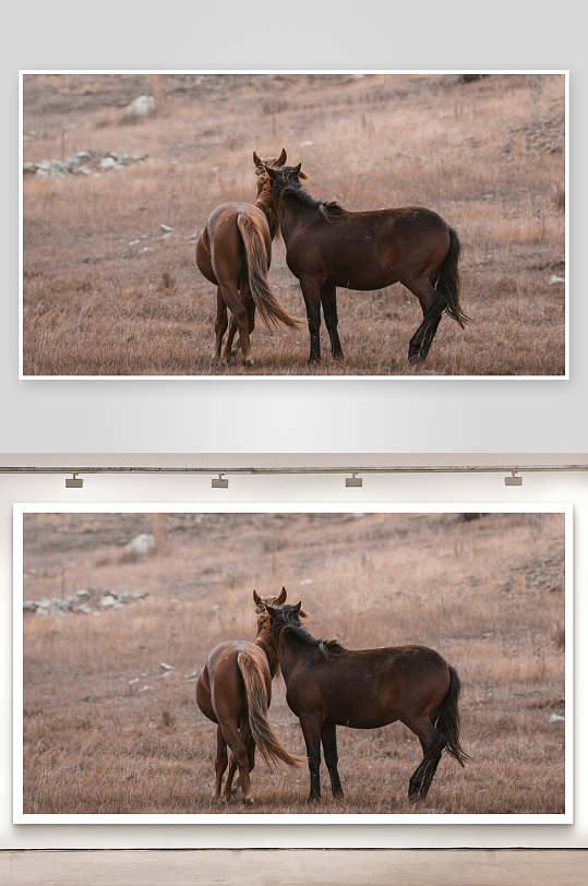 两匹马在干草地互动-众图网