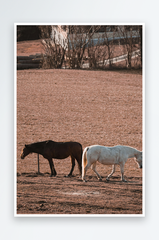 两匹马在干草地行走-众图网