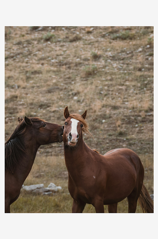 两匹马在草原上互动-众图网