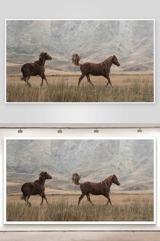两匹马在草原上奔跑-众图网
