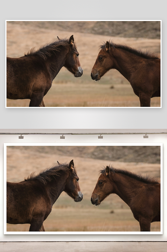 两匹马在草原上对视-众图网