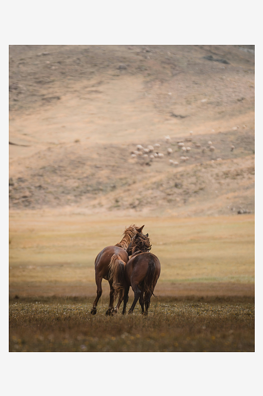 两匹马在草原上并行-众图网