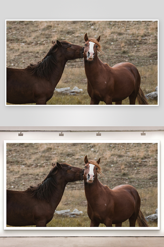 两匹马在野外亲密互动-众图网