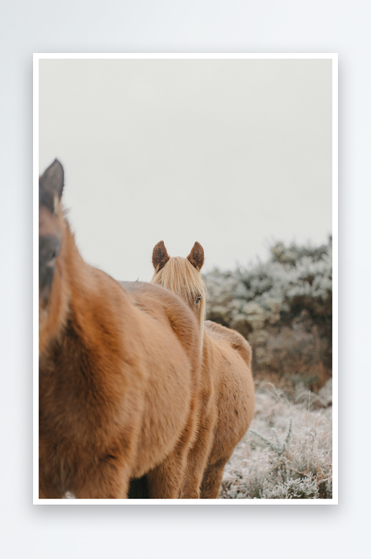 两匹马在霜冻草地上-众图网