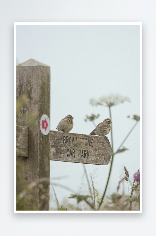 两只小鸟栖息在指示牌上-众图网