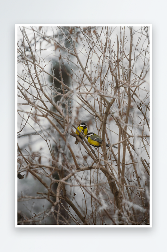 两只小鸟栖息在枯枝上-众图网