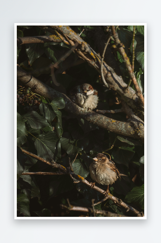 两只小鸟栖息在树枝上-众图网