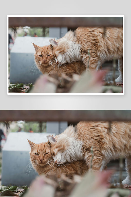 两只橙猫亲密依偎-众图网