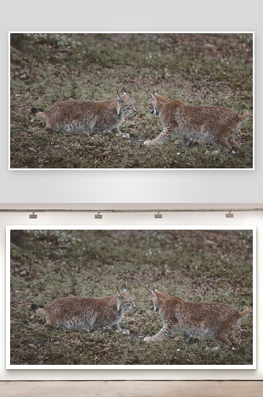 两只猞猁在林地对峙-众图网