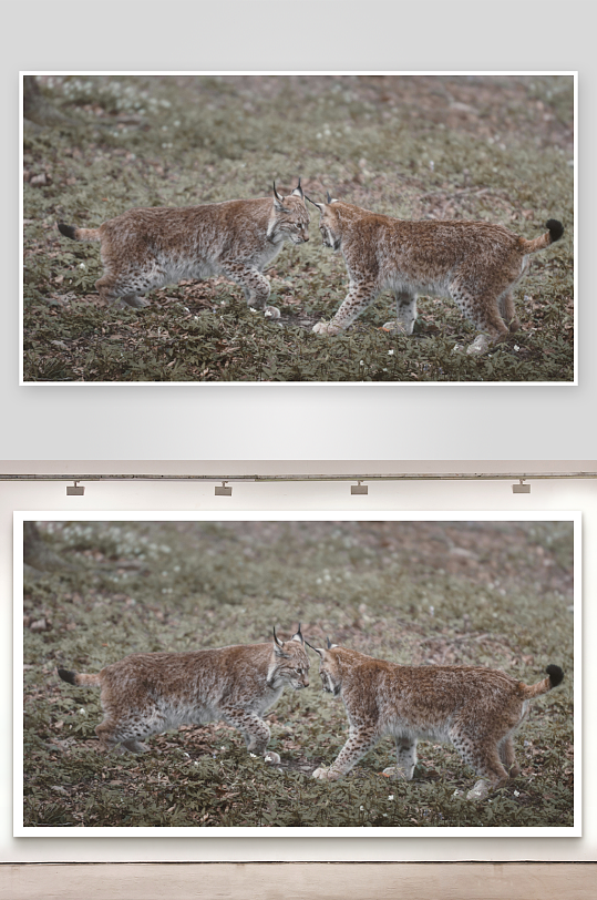 两只猞猁在林地行走-众图网