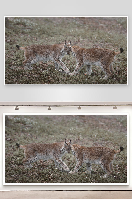 两只猞猁在草地上互动-众图网