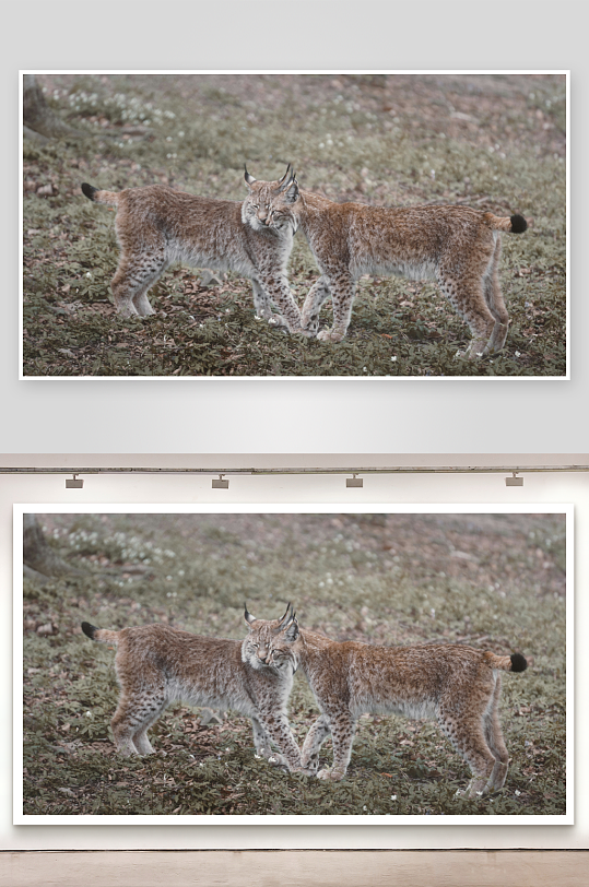 两只猞猁在草地上行走-众图网