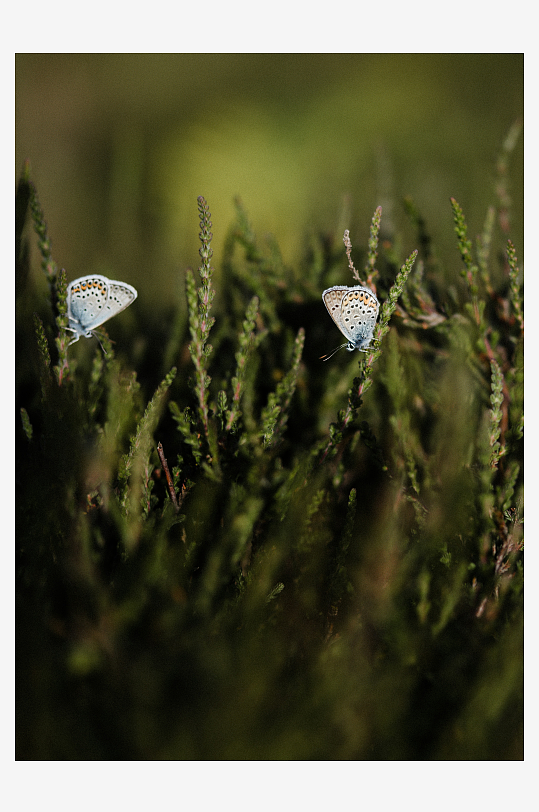 两只蝴蝶停歇在草丛中-众图网
