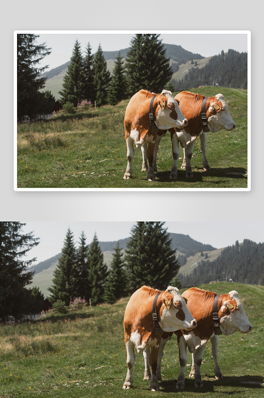 两头奶牛在山坡草地上-众图网