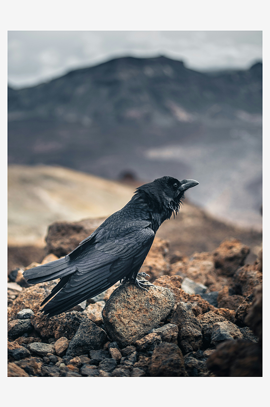 乌鸦栖息于岩石之上-众图网