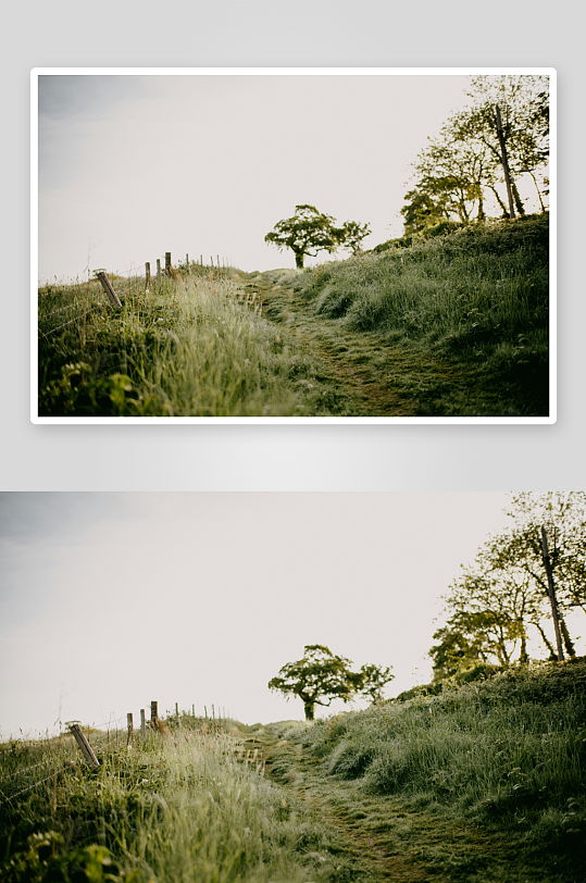 乡间小径与草地树木-众图网