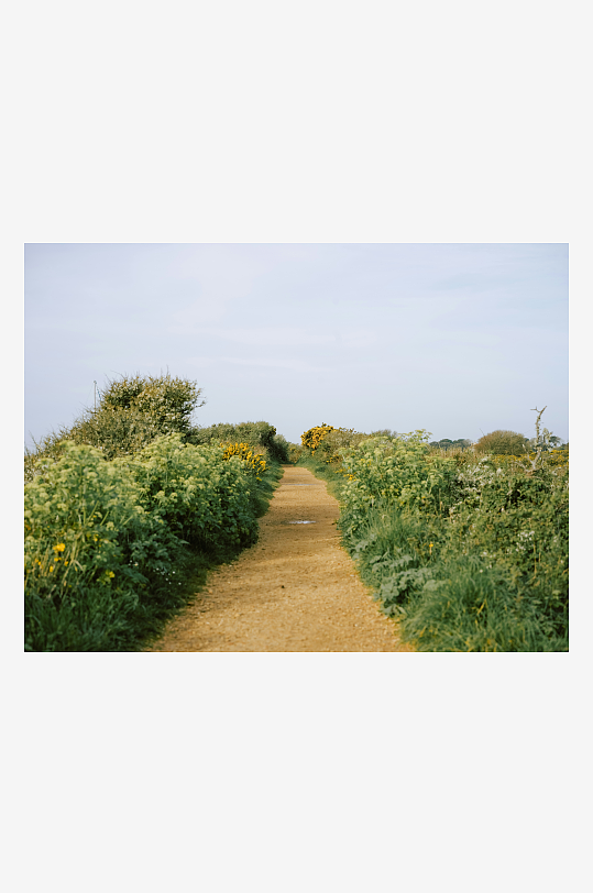 乡间小径两旁绿植繁茂-众图网