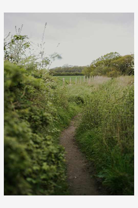 乡间小径穿过绿植丛-众图网