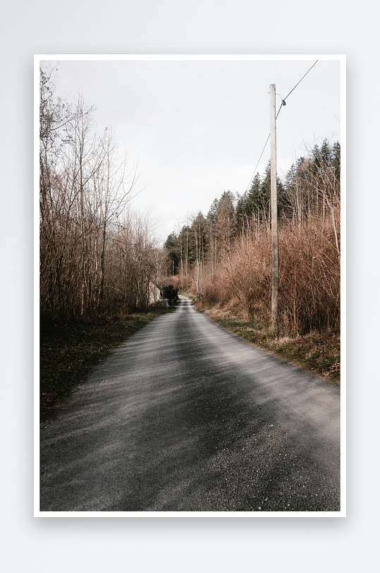 乡间小路两旁枯树丛生-众图网