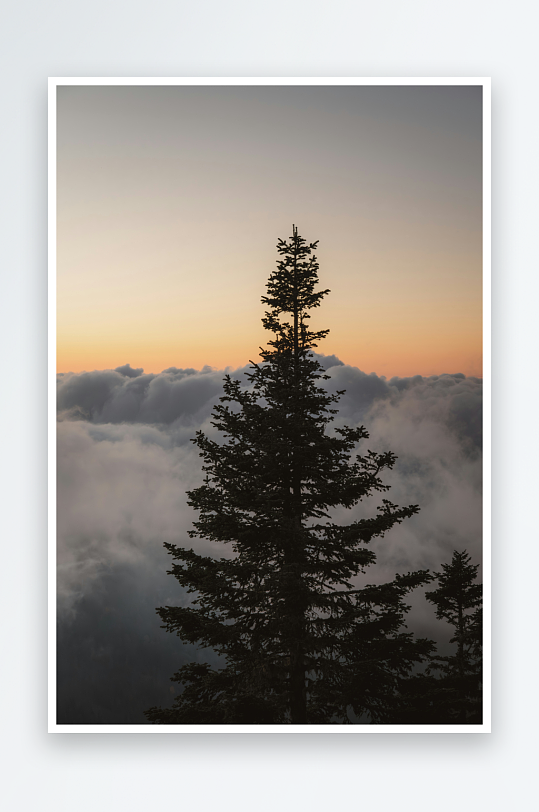 云海之上松树剪影-众图网