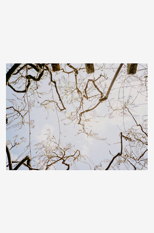 仰视枯枝交错的天空-众图网