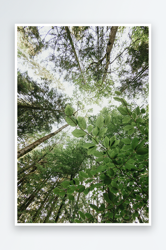 仰视森林树冠与绿叶-众图网