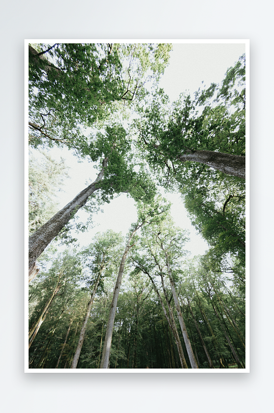 仰视森林高大树木-众图网