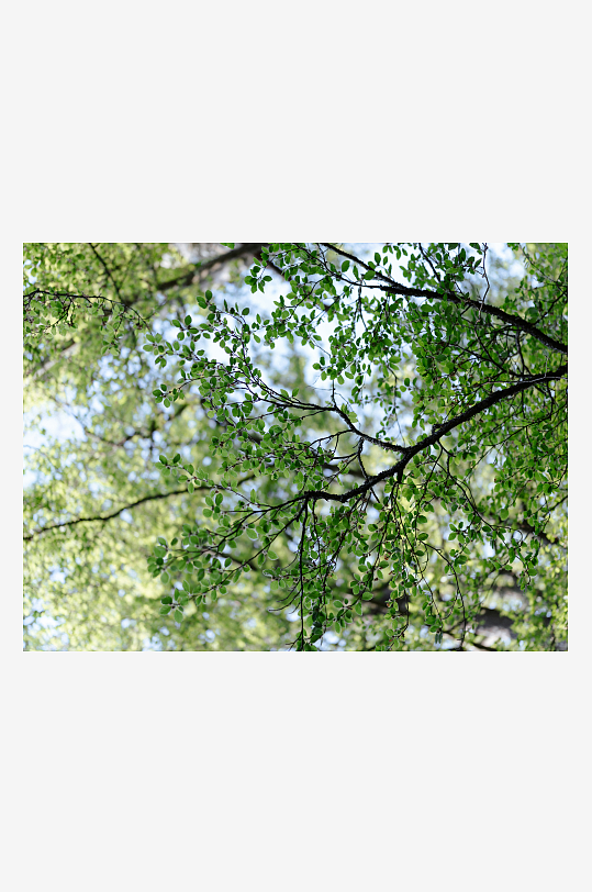 仰视绿树枝叶繁茂-众图网