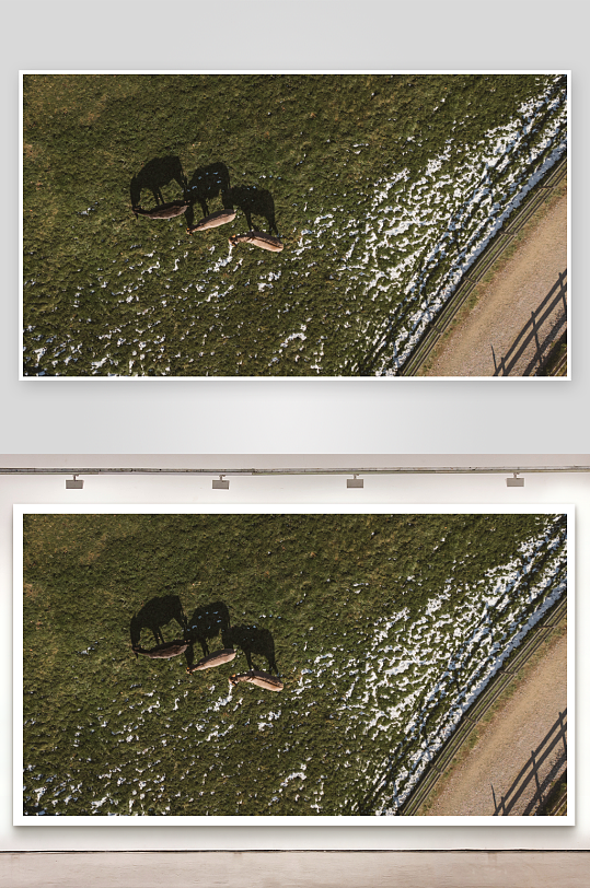 俯拍草地上的三匹马-众图网