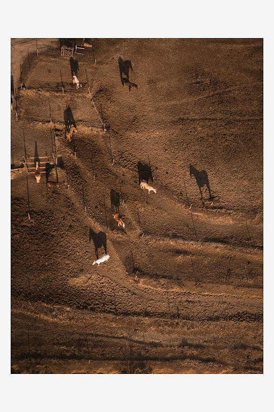 俯瞰牧场中的马群-众图网